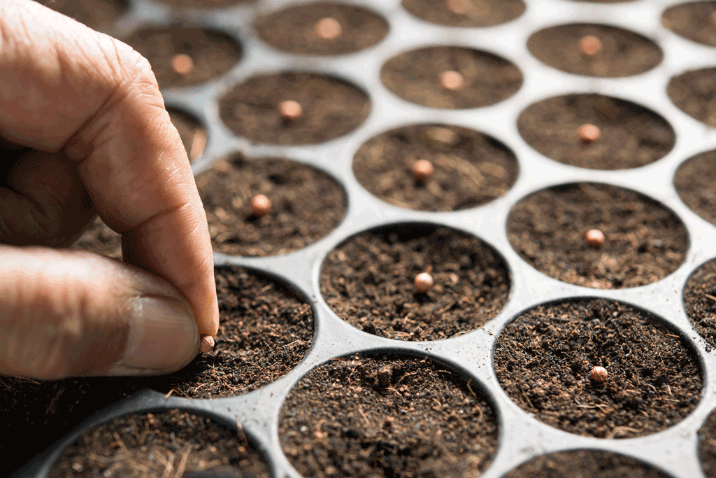 Planting seeds into dirt